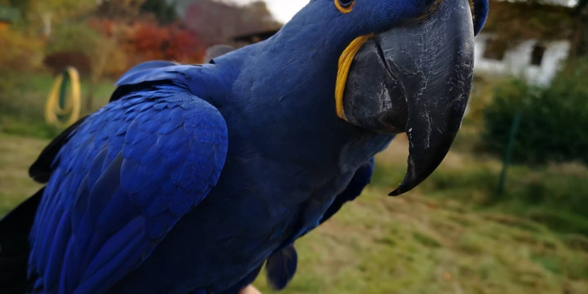 The Catalina Macaw: Lifespan and Care